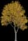 European White Elm — design image 3