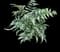 Japanese Painted Fern — design image 1