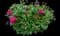 Peony (Paeonia) — design image 13