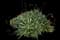 Torch Aloe — design image 1