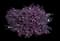 Purple Daydream® Dwarf Loropetalum — design image 1