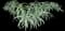 Torch Aloe — design image 29