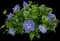 Periwinkle — design image 2