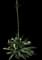Blue American Agave Plant — design image 21