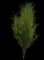 Fine Line® Buckthorn — design image 1