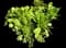Tree Aeonium — design image 13