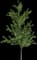 Ginkgo Tree — design image 2