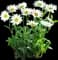 Becky Shasta Daisy — design image 1