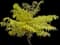 Tiger Eyes® Yellow Sumac — design image 1