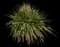 Undaunted® Muhly Grass — design image 1