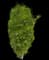Fine Line® Buckthorn — design image 7