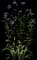 Cornflower Plant — design image 1
