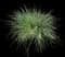 Blue Fescue Grass — design image 7
