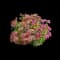 Neon Flash Spirea — design image 1