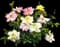 Peach Lemonade® Rose — design image 1