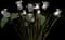 Persian Cyclamen — design image 1
