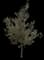 Laurel Tree (Laurus) — design image 1