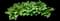 Hosta Plants — design image 9