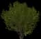 Bloodtwig Dogwood — design image 1