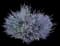 Russian Sage — design image 1