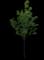 Flowering Pear Tree — design image 14