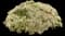 Showy stonecrop — design image 5