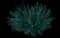 Bluebeard Plants — design image 2