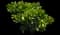 Jade Plant — design image 4