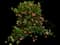 Unico Pink Yellow dipladenia — design image 1