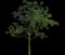 Gumbo Limbo — design image 1