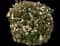 Laurustinus Viburnum — design image 17