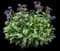 Spot On™ Lungwort — design image 3