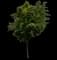Lacebark Chinese Elm Tree — design image 1