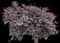 Crimson Fire™ Loropetalum — design image 2