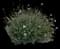 Rose of Sharon — design image 14