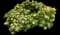 Kiwi aeonium — design image 1