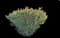 Red Oleander — design image 12