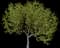 Oregon Ash — design image 2
