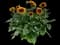 SOL SEEKER™ Bronze Burst Helianthus annuus — design image 1