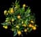 Kishu Mandarin Tree — design image 1