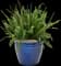 Kimberley Queen™ Australian Sword Fern, Queen Fern — design image 5