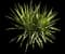 Golden Sword Yucca — design image 3