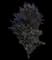 Dawyck Purple Columnar Purple Beech — design image 4