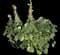 Hollyhock — design image 1