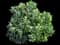Pittosporum Mojo® — design image 3