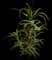 Torch Aloe — design image 15