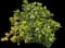 Croton — design image 1