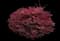 Barberry Bush — design image 1