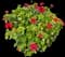 Zonal Geranium (Pelargonium zonale) — design image 4