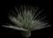 Desert Spoon — design image 7